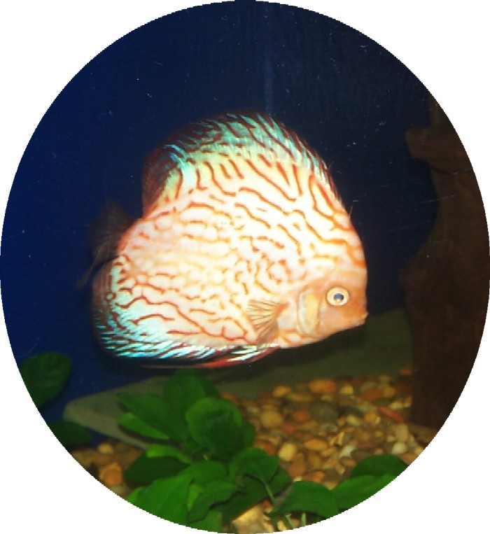 White Tiger Discus Fish 2 inch